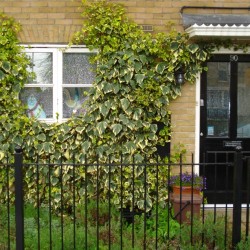 1 - Stepney_House_front_entrance