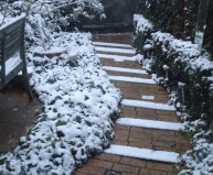 12 - Garden_in_winter