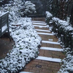 12 - Garden_in_winter